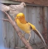 yellow-golden-pheasant-