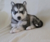 siberian husky puppies available for adoption
