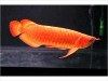 Best-Quality-Super-red-and-many-others-arowanas-fish-for-sale