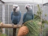 macaws for rehoming