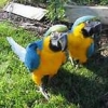 available parrots and fertile laid eggs