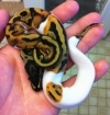 albino and piedbald python for adoption