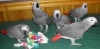 Parrots-Eggs-Available-