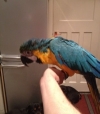  Pair Of Talking Blue And Gold Macaw Free To Good Home 