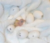 Parrot and fresh fertile eggs for sale