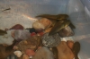Bullfrog Tadpoles  Adult Bull Frog for sale