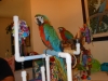 Macaw Parrots and Fertile Eggs for sale