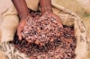 Fermented Cocoa Bean