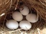 Tested Fertile parrot eggs,birds and parrots for sale