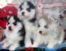  Very Playful and friendly Siberian husky  Puppies With Blue Eyes