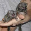 Baby marmoset monkeys for sale.