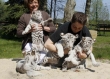 Cheetah Cubs, Lion Cubs and Tiger Cubs available