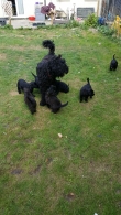 Registered Black Russian Terrier Puppies for sale