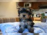 YORKIE PUP'S FOR ADOPTION FREE