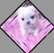 Pure Maltese Puppies for Sale