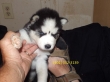 Two Siberian Husky Puppies ready to join new home Asap.