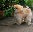 Pomeranian puppies available for Rehoming