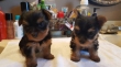 Cutest Toy Yorkie Puppies For Adoption