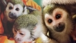 Capuchin, marmoset, squirrel, tamarin, lemur, owl, macaque and spider monkeys for sale
