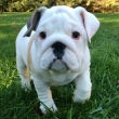 English-Bulldog-Puppies-for-Sale