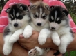 Siberian Husky puppies ready for new homes!