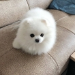 Available!!! Giving my female Teacup Pomeranian now