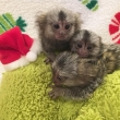 Adorable  marmoset monkeys for  adoption