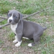 We have a litter of healthy American Staffordshire Terrier puppies