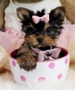Tea Cup Yorkie Puppies