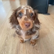Dachshund puppies for loving homes