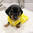 Health and playful Dachshund puppies