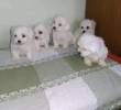 Cute Maltese Pups ready to go