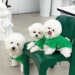 Christmas Bichon frise puppies available