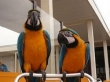 Blue-and-Gold-Macaw-Parrots-For-Sale
