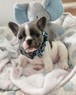 French bulldog Puppies Available