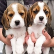 Beagle puppies for rehoming