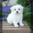Maltese Puppies For  Rehoming