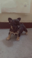 French bulldog /  Frenchie