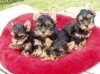 Adorable and cute Yorkshire puppies  for adoption