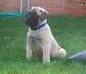 English bull mastiff puppies avelable