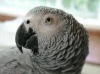congo african grey parrot