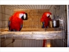 Scarlet macaw parrots