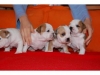 Healthy English Bulldog Puppies for Adoption
