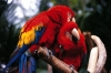 Healthy Pair Of Intelligent Scarlet Macaw Parrots For Saleâ€