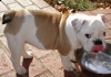 adorable bulldog puppies looking for a\new home