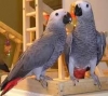 Intelligent Male and Female African Grey Parrots for Good Home
