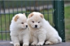 chow chow puppies for adoption 