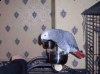 talkative african grey parrot for adoption
