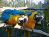 weaned baby parrots and fertile eggs for sale