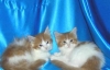 Siberian Beauty Kittens For Adoption